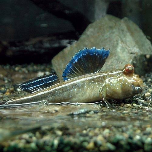 （熱帯魚）アフリカン・マッドスキッパー（１匹）　北海道・九州航空便要保温　ＣＲＣ13―50―00―00―00