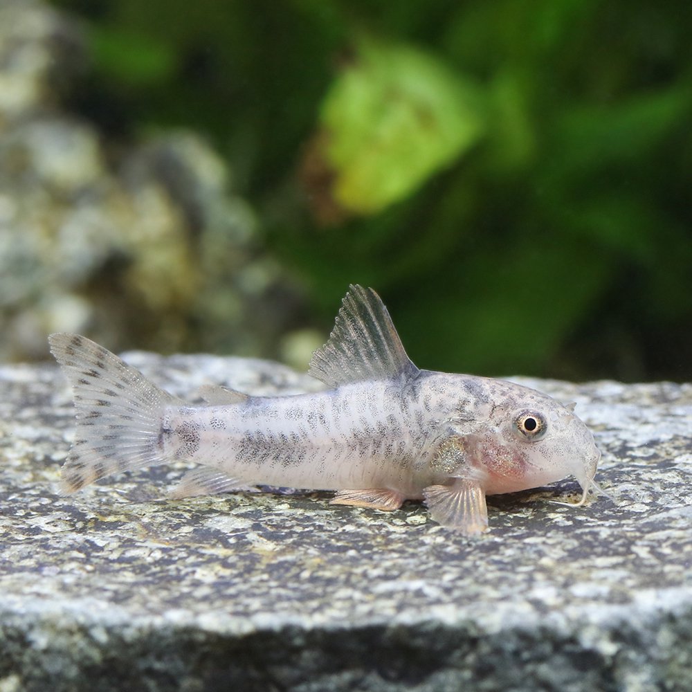 （熱帯魚）コリドラス・カルラエ（ブリード）（１匹）　北海道航空便要保温　ＣＲＣ13―36―40―00―00
