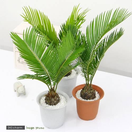 （観葉植物）サイカス　ソテツ（蘇鉄）　４号（３鉢）　ＣＲＣ15―30―10―15―00 6,216円