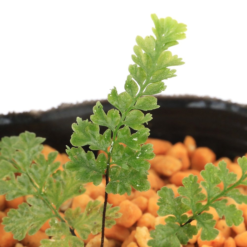 （山野草）シダ（羊歯）クロガネシダ（黒鉄羊歯）　３号（１ポット）常緑性多年草　ＣＲＣ15―35―26―00―00