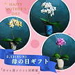 母の日 母の日ギフト 母の日プレゼント 胡蝶蘭 花 生花 鉢花 Single Orchid フラワーギフト プレゼント ギフト