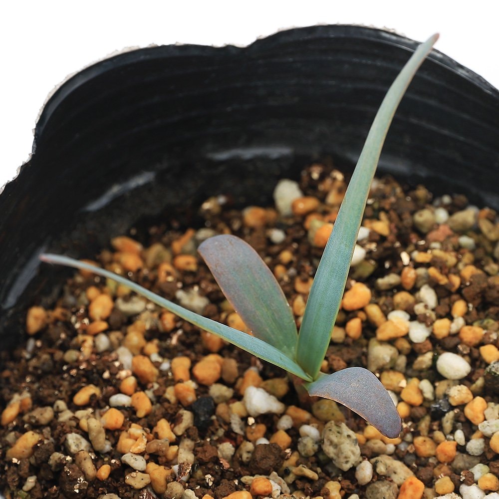（多肉植物）ウェルウィッチア　ミラビリス　奇想天外　ロングポット　実生苗　３．５ー４号（１ポット）　ＣＲＣ15―60―95―00―00