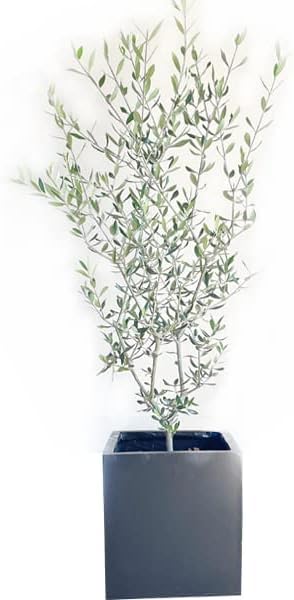 オリーブの木 ブラックファイバー鉢植え 観葉植物 本物 庭木 鉢植え ガーデニング インテリア 大型 オリーブ キューブ