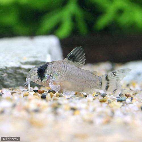 （熱帯魚）コリドラス・オイヤポクエンシス（ブリード）（３匹）　北海道航空便要保温　ＣＲＣ13―36―20―00―00