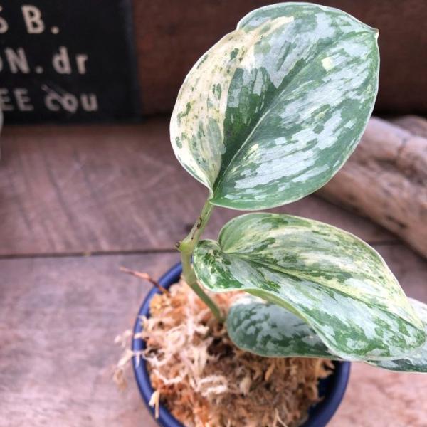 スキンダプサス ピースン ピーサン 斑入り バリエガータ 観葉植物