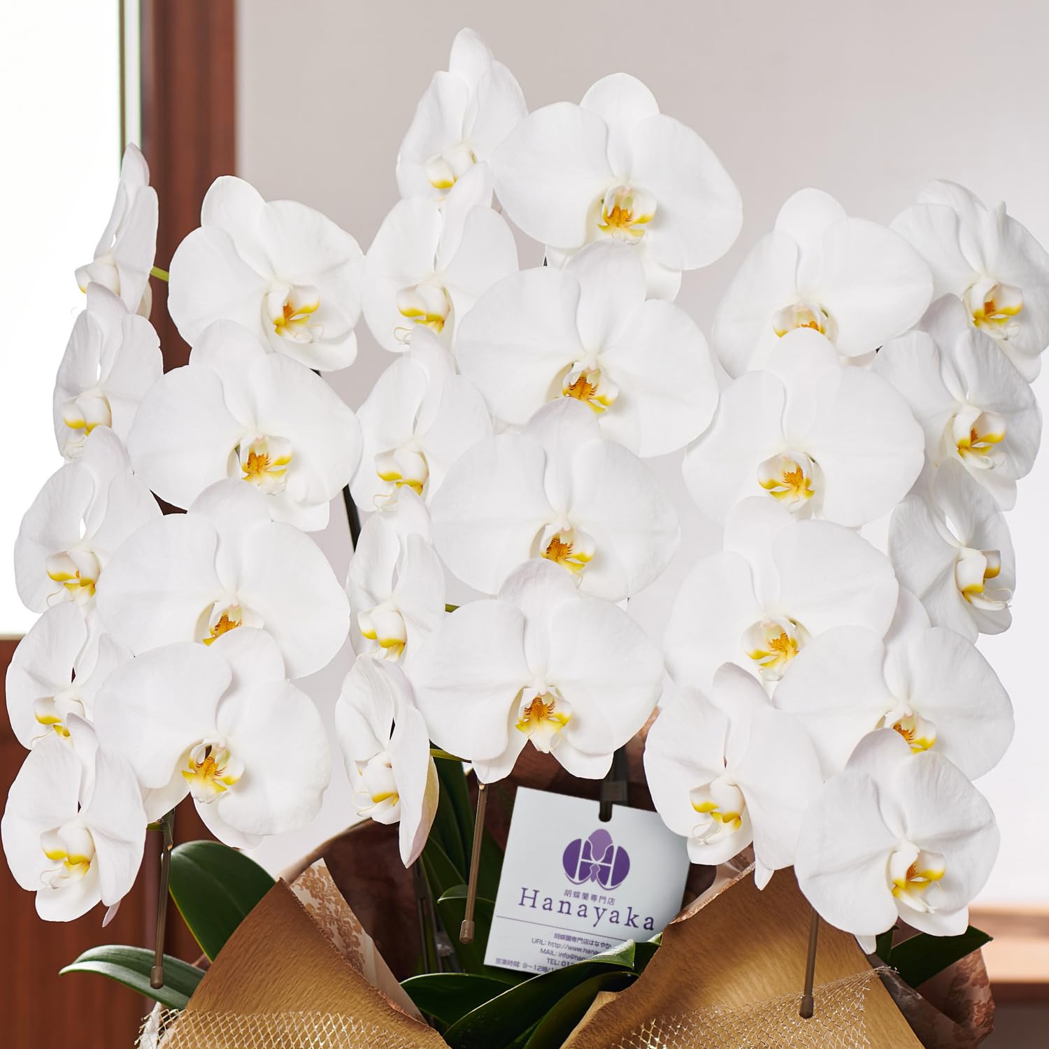 【胡蝶蘭専門店はなやか】 胡蝶蘭 白大輪 3本立ち 27輪～クラス 【配送NG北海道.九州一部.沖縄一部.離島】ギフト 生花 生産直売ラッピング札は『ギフトの設定』をしてください