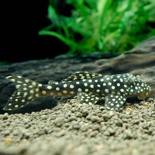 （熱帯魚）ルビースポット・マグナムプレコ（ワイルド）（１匹）　北海道・九州航空便要保温　ＣＲＣ13―44―50―00―00観賞魚