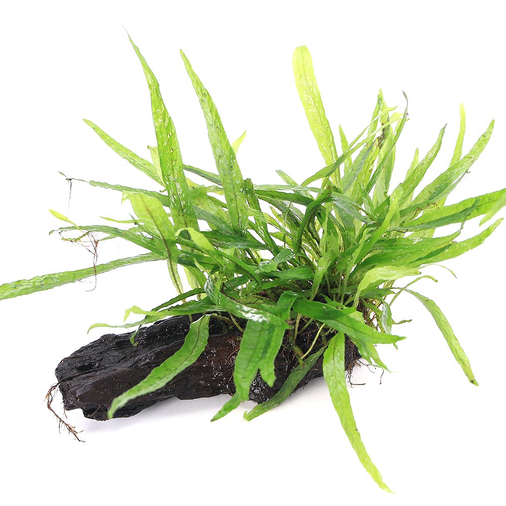 （水草）ミクロソリウム　ナロー付き流木　トロピカ製（水上葉）（無農薬）（１本）　北海道・九州航空便要保温　ＣＲＣ12―58―30―60―00