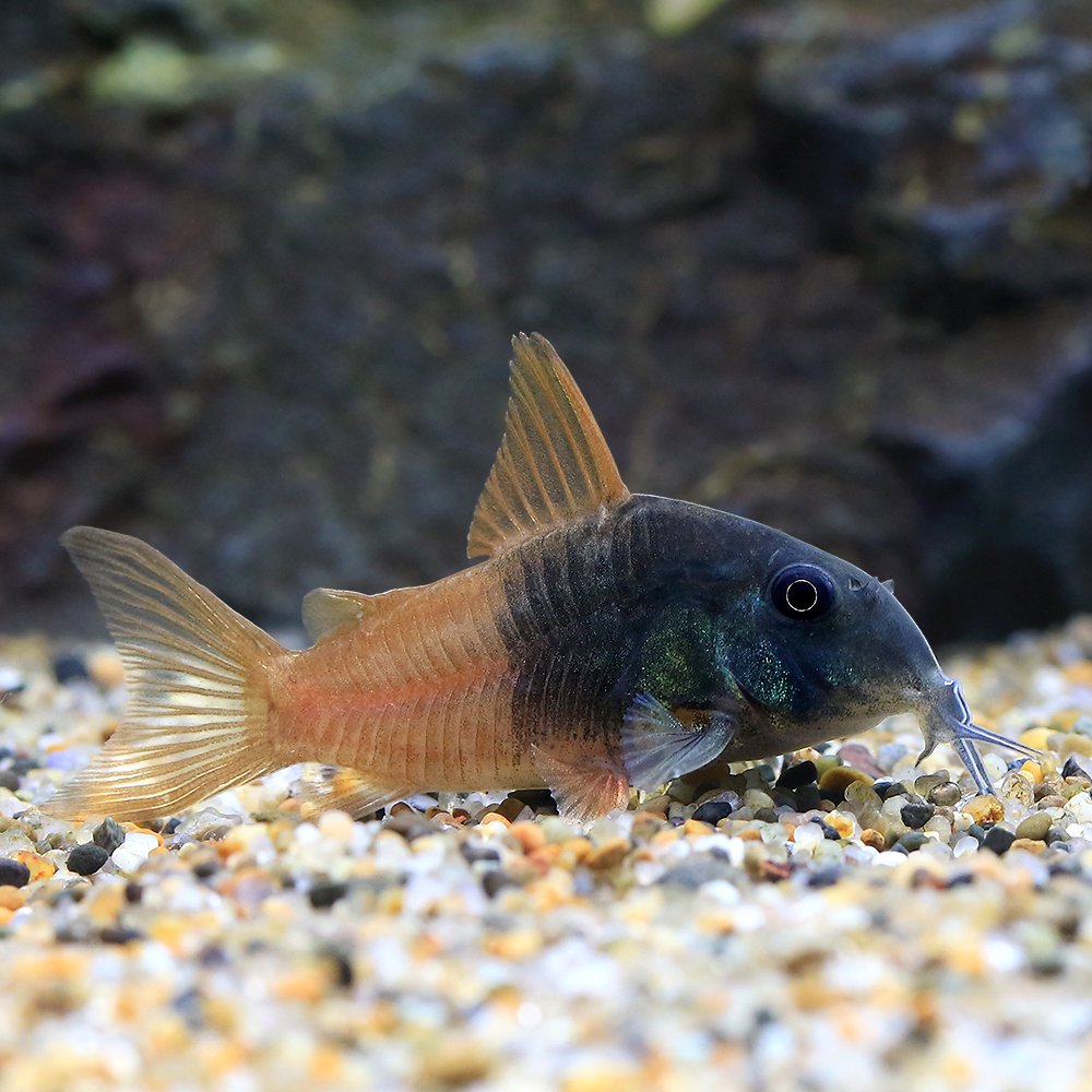 （熱帯魚）コリドラス・ビーコンコロール（ワイルド）（１匹）　北海道・九州航空便要保温　ＣＲＣ13―36―20―00―00