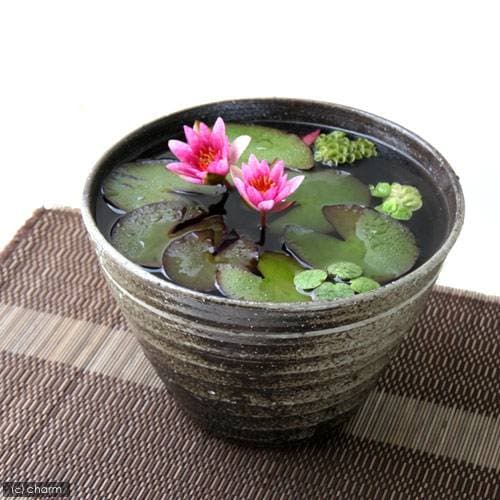 （ビオトープ）（水草）姫睡蓮（ヒメスイレン）（赤）　益子焼　姫睡蓮鉢セット（炭化）　説明書付　本州四国限定　ＣＲＣ15―10―15―10―10