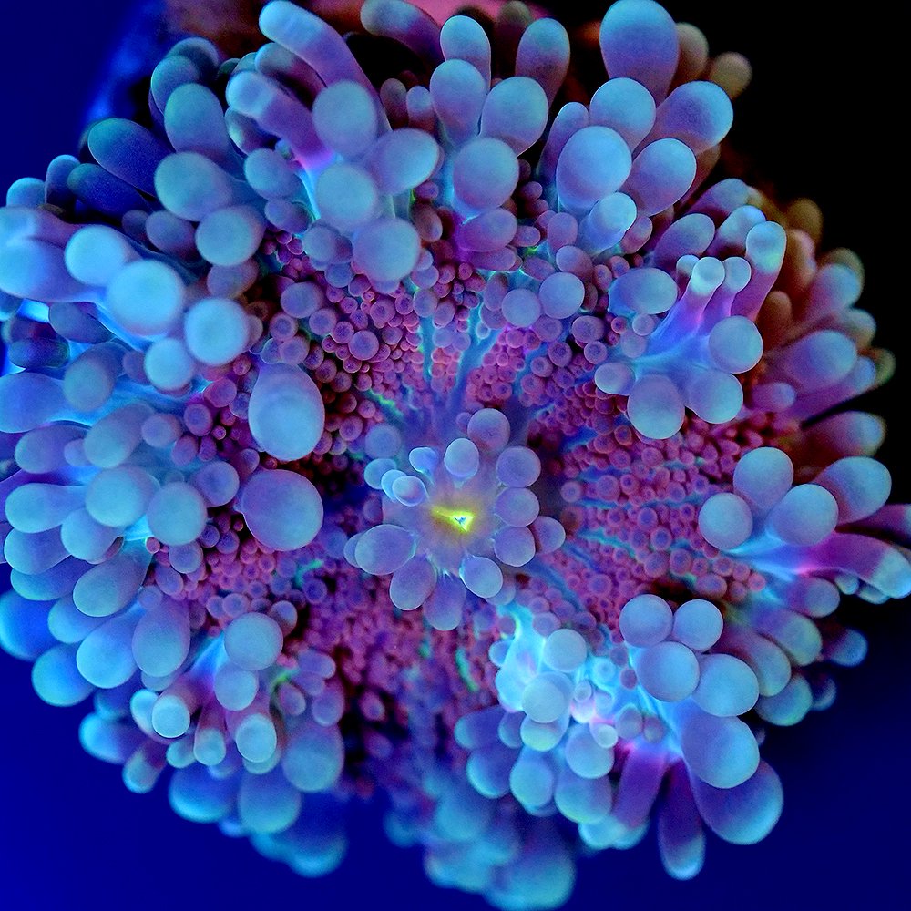 （サンゴ）フラグサンゴ　バブルディスクコーラル　グリーンレッド　ポリカプラグ付き（１個）ｗｈ‐８８　ＣＲＣ26―50―80―00―00