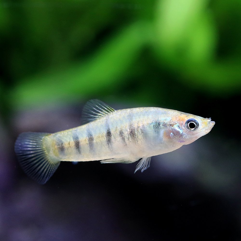 （熱帯魚）リミア　アイライ（１ペア）　北海道・九州航空便要保温　ＣＲＣ13―15―30―00―00
