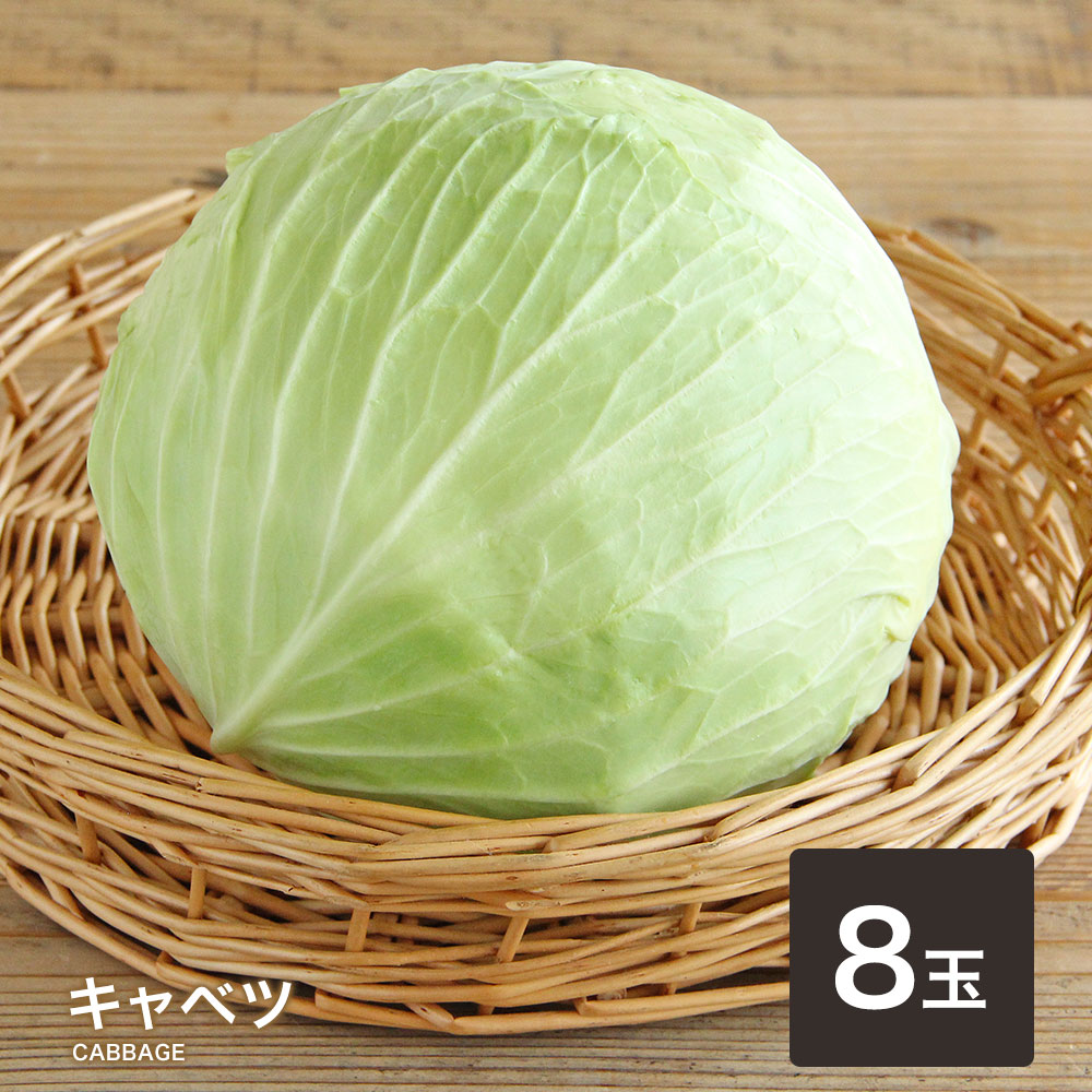 【8玉】キャベツ 送料無料 きゃべつ 野菜 サラダ お好み焼き 炒め 焼肉 BBQ 定番 万能 葉物 青 球
