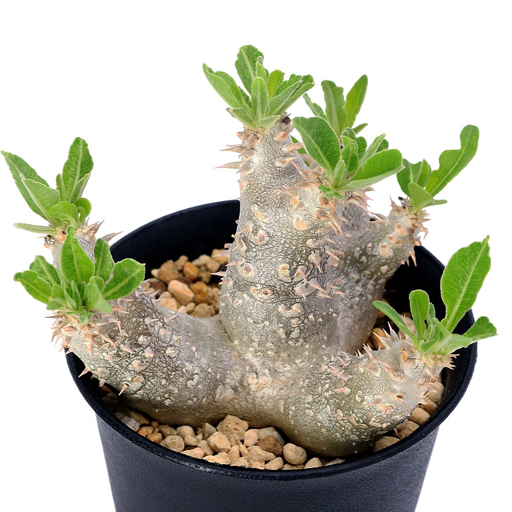 （多肉植物）パキポディウム　デンシカウレ　恵比寿大黒　実生苗　３号（１鉢）　コーデックス　ＣＲＣ15―60―75―00―00