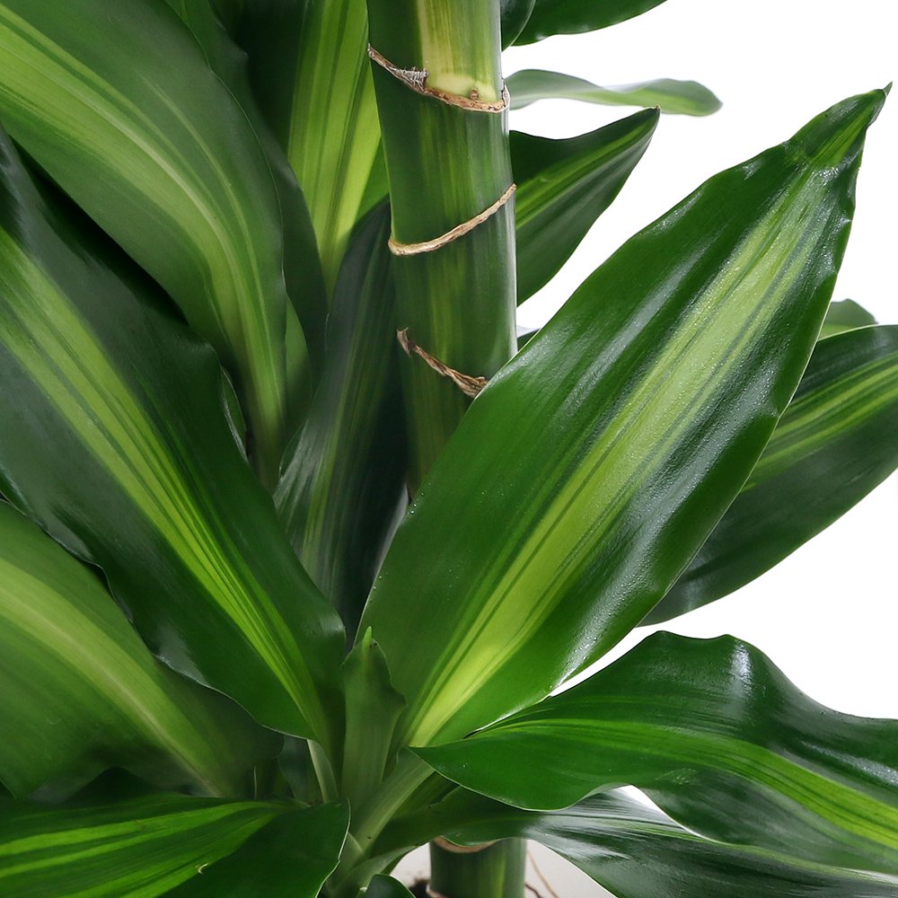 （観葉植物）大型　インテリア　ドラセナ　ジェレ　７号（１鉢）ＰＶＰ　ＣＲＣ15―30―10―30―00