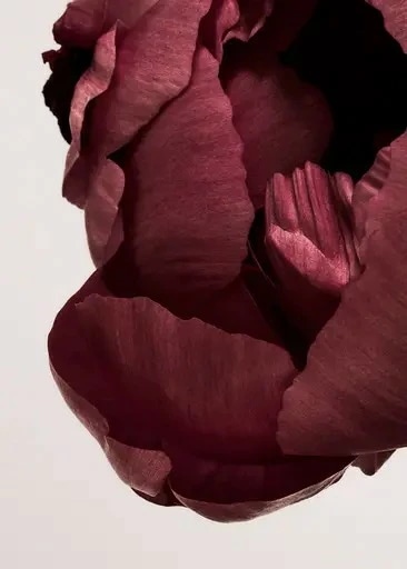 PAPER COLLECTIVE PEONIA 02 アートプリント/アートポスター 1