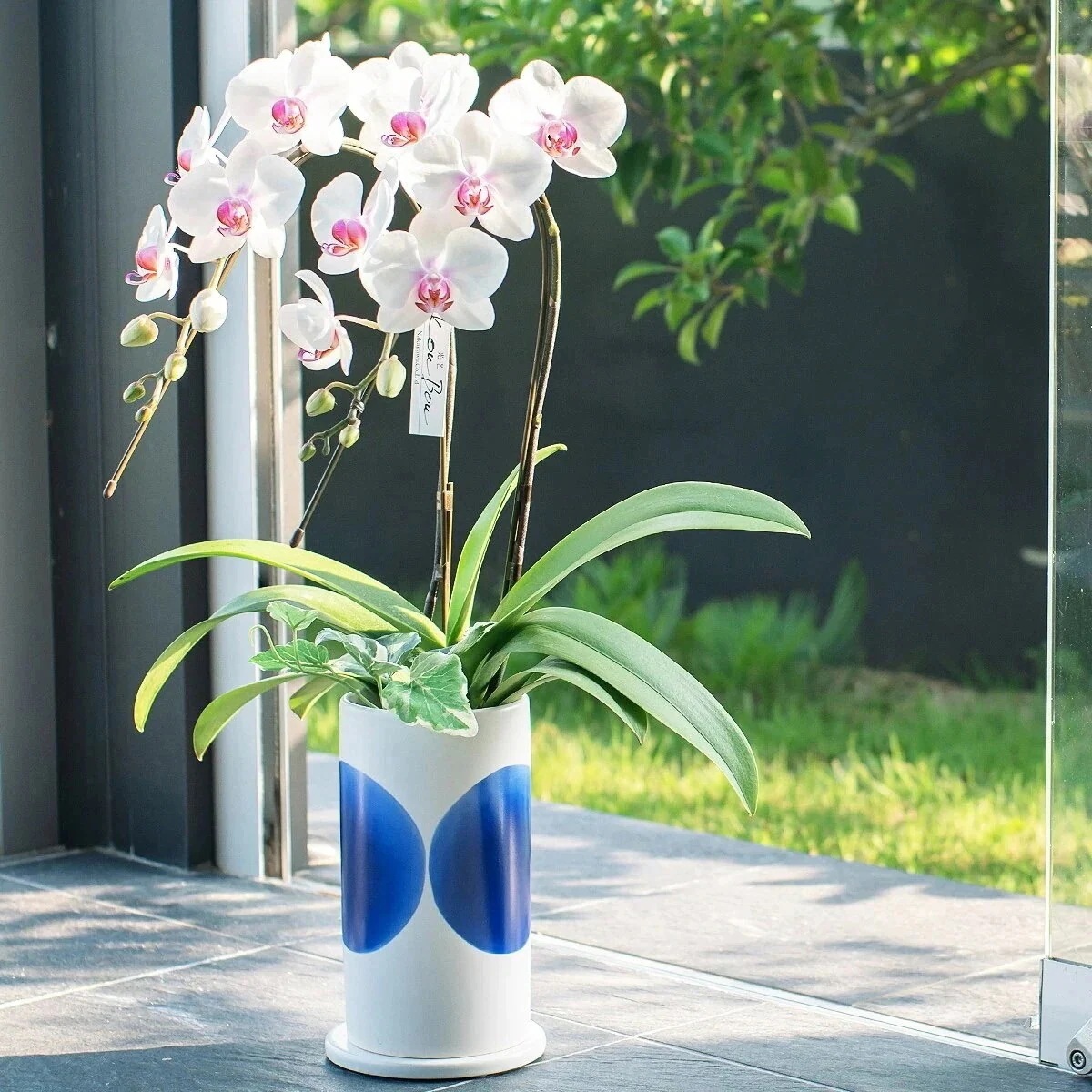 【光芒シリーズ 空】ミディ胡蝶蘭 2本立 (鉢も付属) 熊本県産（なかがわ農園） 常温便 同梱不可 指定日不可