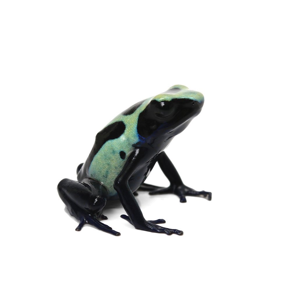 （両生類）アイゾメヤドクガエル　グリーン　シパリウィニｇｒｅｅｎ　ｓｉｐａｌｉｗｉｎｉ　ＣＢ個体（１匹）　北海道・九州航空便要保温　ＣＲＣ17―05―35―20―00
