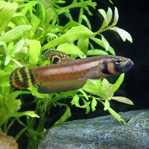 （熱帯魚）ベタ・マクロストマ　ブルネイ（ワイルド）（１ペア）　北海道・九州航空便要保温　ＣＲＣ13―32―08―00―00