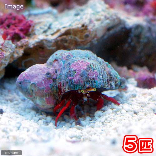 （海水魚）ヤドカリ　スカーレットリーフハーミットクラブ（５匹）　北海道・九州航空便要保温　ＣＲＣ26―40―30―10―00