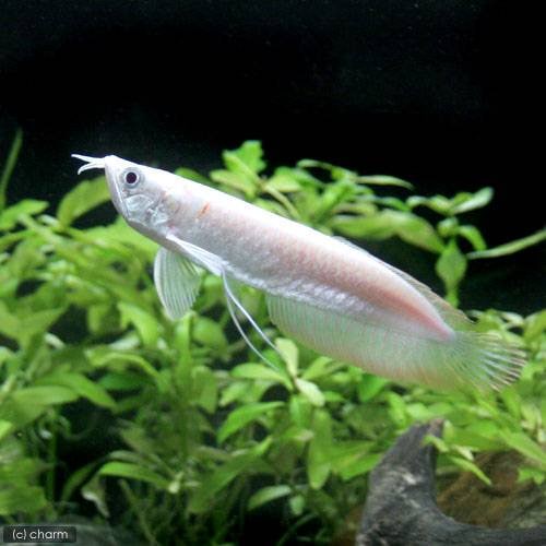 （熱帯魚）アルビノシルバーアロワナ　Ｓサイズ（１匹）　北海道航空便要保温　ＣＲＣ13―56―10―00―00