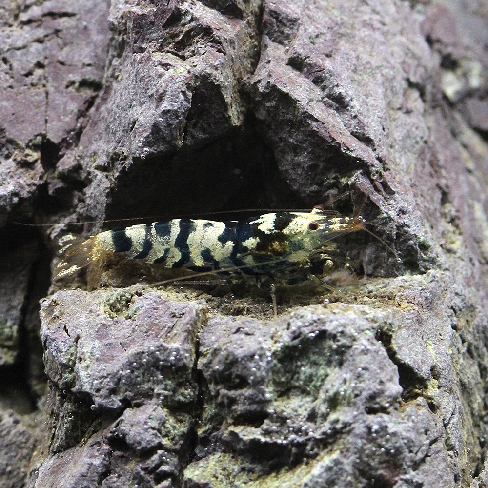 （エビ）ブラックファンシータイガー・シュリンプ（５匹）　ＣＲＣ13―70―05―20―00