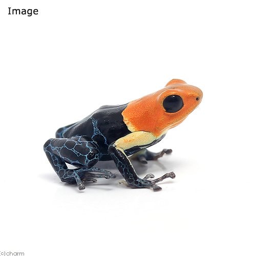 （両生類）ファンタスティカヤドクガエル　トゥルーノミナｔｒｕｅ　ｎｏｍｉｎａｌ（１匹）　北海道・九州航空便要保温　ＣＲＣ17―05―35―20―00