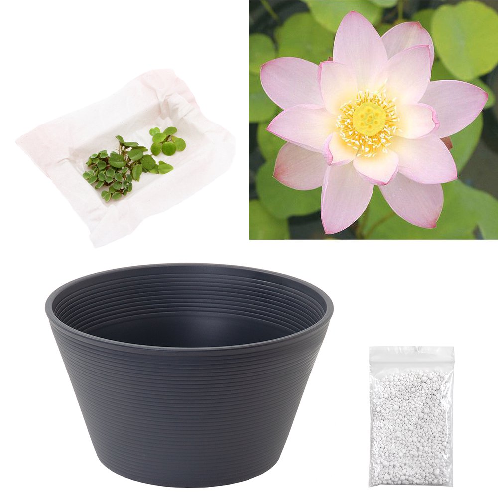 （ビオトープ）ハス（ピンク）と睡蓮鉢セット　桃一重蓮（モモヒトエハス）　初心者おすすめ　ＣＲＣ15―10―30―20―20
