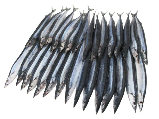 2025年新物！北海道産 =ジャンボ塩さんま=30-36尾前後 約5kg サンマ 秋刀魚 予約 入荷次第発送