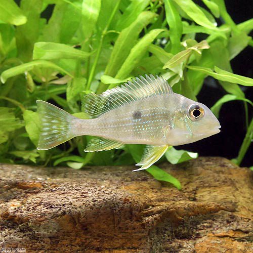 （熱帯魚）ゲオファーガス・アルティフロンス（ワイルド）（１匹）　北海道・九州航空便要保温　ＣＲＣ13―28―22―30―00