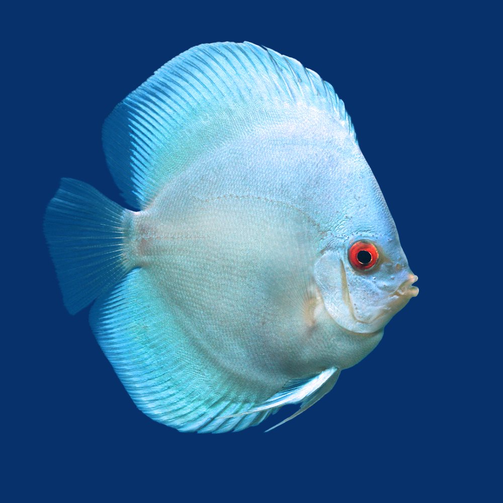 （熱帯魚）ブルーダイヤモンド・ディスカス（Ｌサイズ）（１匹）　北海道・九州航空便要保温　ＣＲＣ13―31―10―00―00