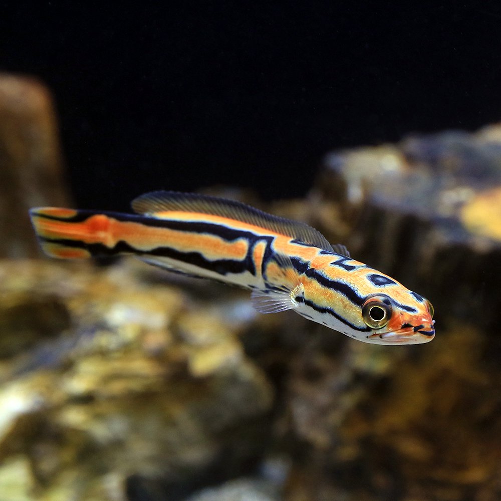 （熱帯魚）ジャイアントゴールデン・スネークヘッド（１匹）　北海道・九州航空便要保温　ＣＲＣ13―32―20―00―00