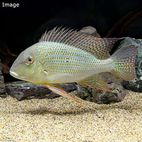 （熱帯魚）レッド・ゲオファーガス　Ｌサイズ（台湾ブリード）（１匹）　北海道航空便要保温　ＣＲＣ13―28―22―30―00