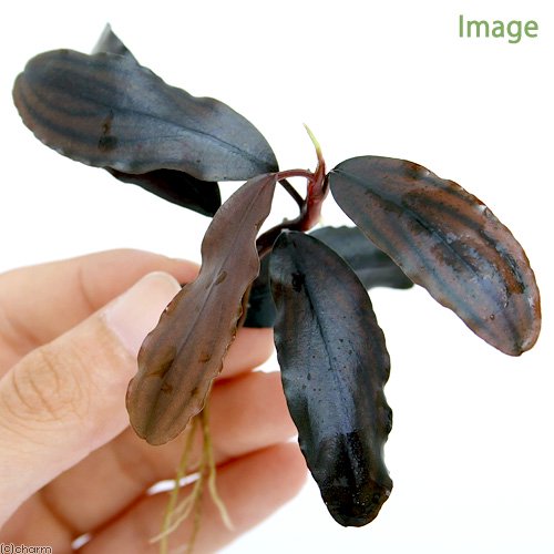 （水草）ブセファランドラｓｐ．Ｃｏｐｐｅｒ　Ｍｅｌａｗｉ（無農薬）（水中葉）（１株）　ＣＲＣ12―71―20―00―00
