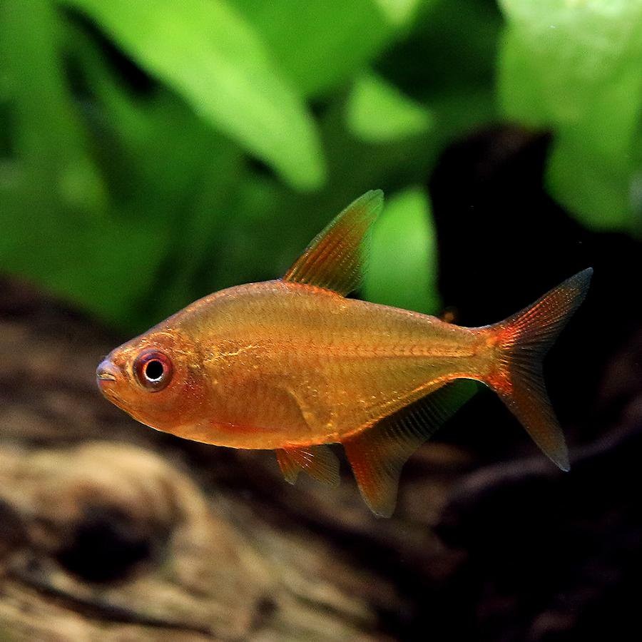 （熱帯魚）レッドチェリー・テトラ（ブリード）（３匹）　北海道・九州航空便要保温　ＣＲＣ13―20―10―10―00