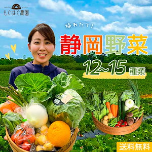 採れたて！静岡野菜セット C 12～15品目 採れたて 野菜 旬 セット 国産 静岡県産 詰め合わせ 野菜BOX 旬野菜 産地直送 仕送り クール便 もぐはぐ