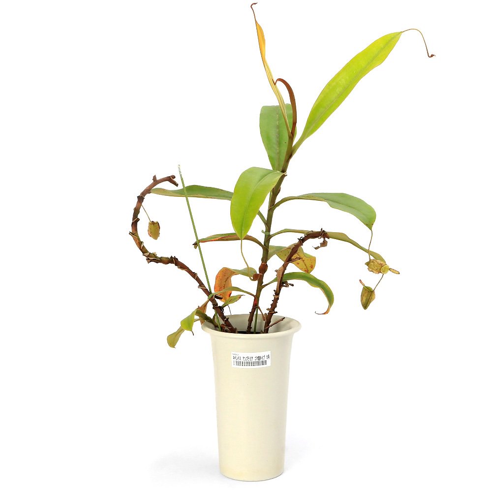 （食虫植物）ウツボカズラ　ネペンテス　アンプラリア　ゴマ斑タイプ５号（１鉢）　ＣＲＣ15―40―05―00―00