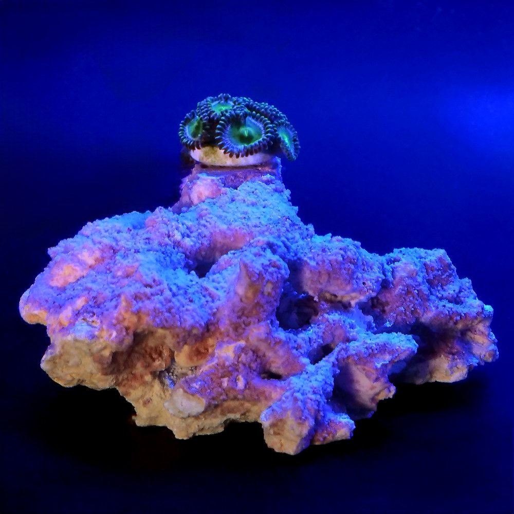 （サンゴ）インドネシア産マメスナ・お任せカラー　プラグ付き　マルコロック　セラミックプラグベース（１セット）　北海道航空便要保温　ＣＲＣ26―50―50―70―00