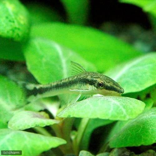 （熱帯魚）オトシンクルス（３０匹）　北海道・九州航空便要保温　ＣＲＣ13―40―10―00―00