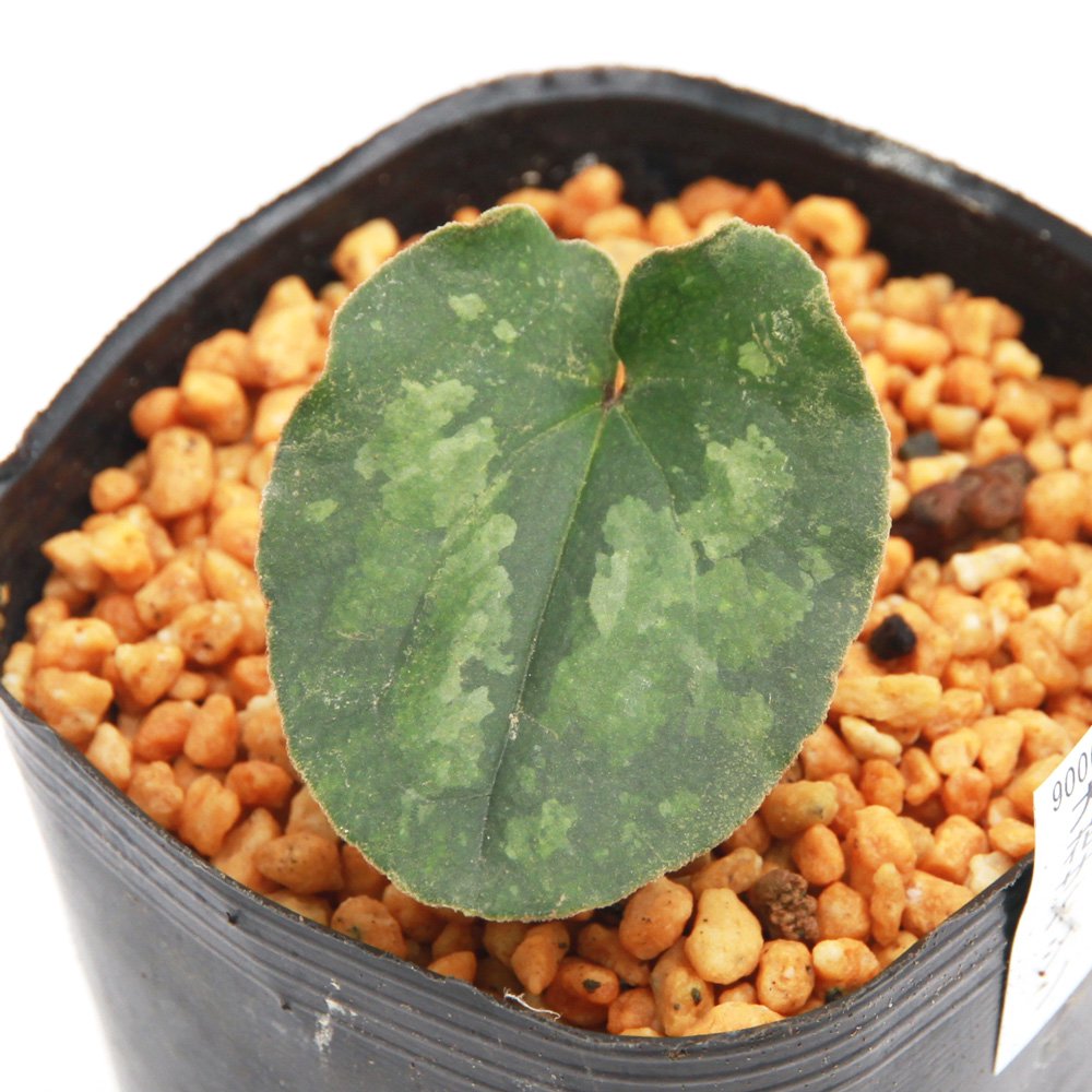 （山野草）カンアオイ（寒葵）オオバナサイシン（大花細辛）３号（１ポット）古典園芸　ＣＲＣ15―35―40―00―00