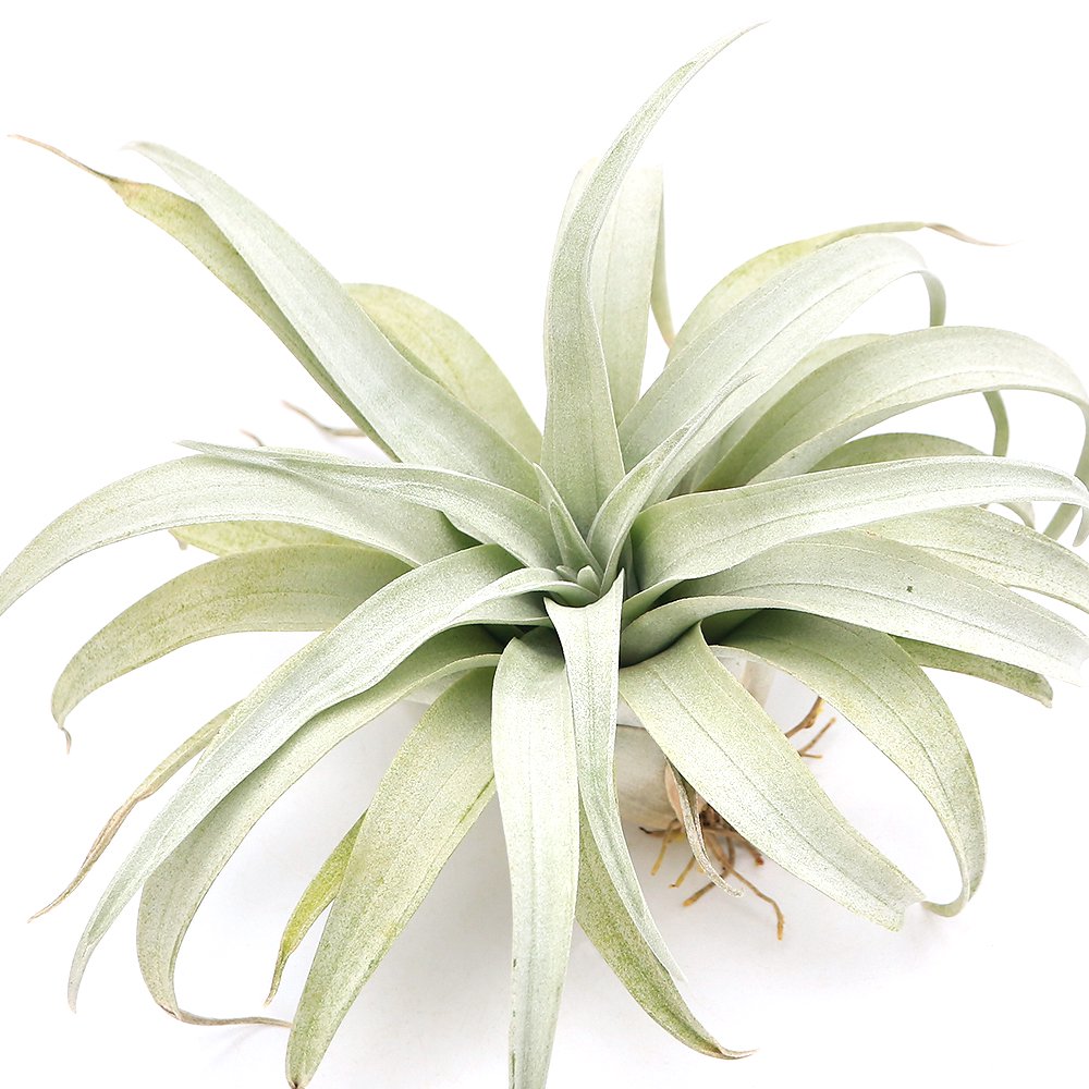 （観葉植物）エアープランツ　チランジア　カピタータ　イエロースター　Ｌサイズ（１株）　ＣＲＣ15―50―10―00―00