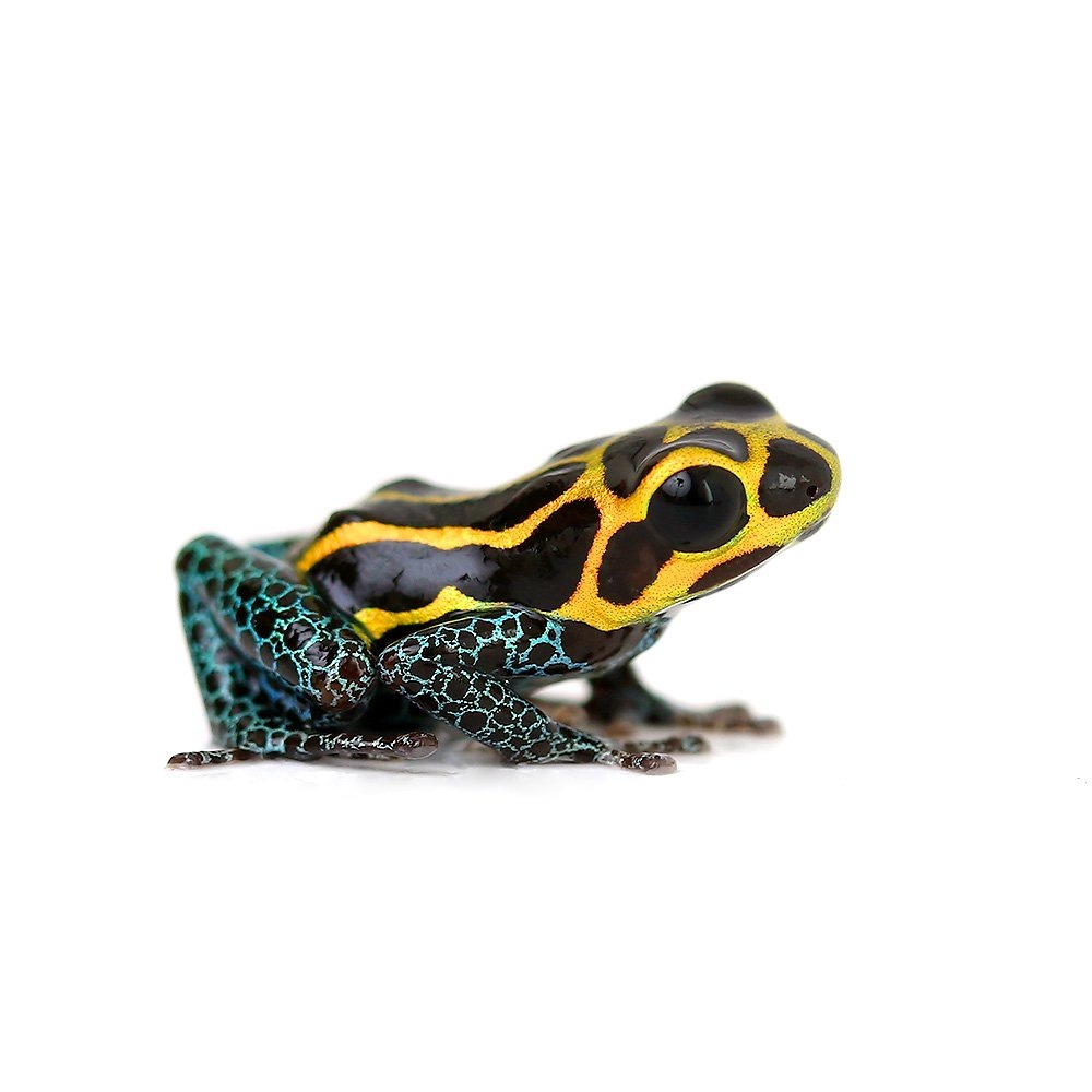 （両生類）イミテーターヤドクガエル　ユリマグアスｙｕｒｉｍａｇｕａｓ（１匹）　ＣＲＣ17―05―35―20―00