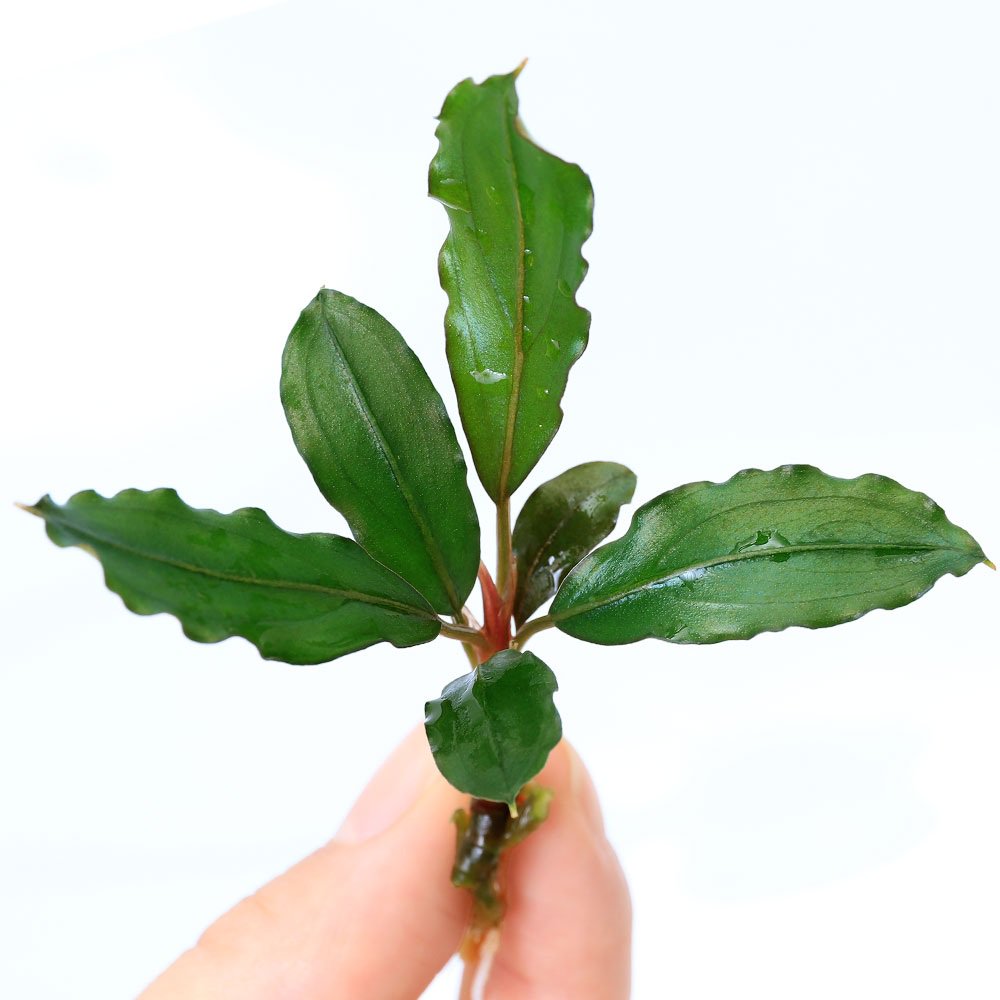 （水草）ブセファランドラｓｐ．ヴァンパイア（水上葉）（１株）　ＣＲＣ12―30―54―00―00