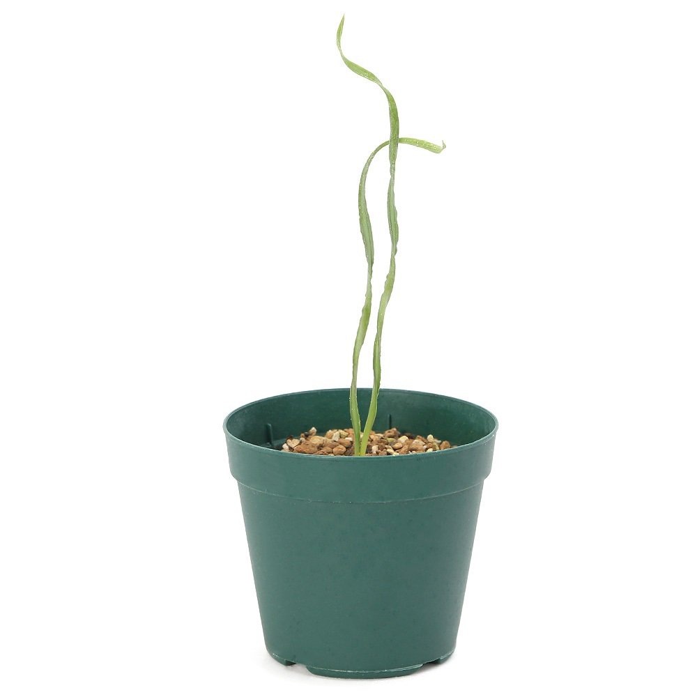 （多肉植物）ドリミア　ｓｐ．ウェルコム　３号（１鉢）　ＣＲＣ15―60―95―00―00