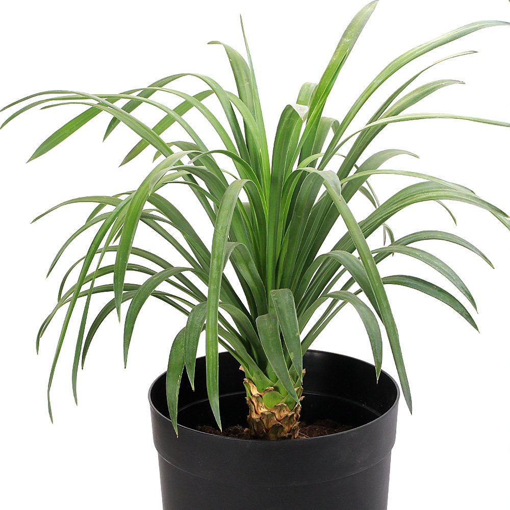 （観葉植物）ユッカ　デスメティアーナ　６号（１鉢）　ＣＲＣ15―30―10―25―00
