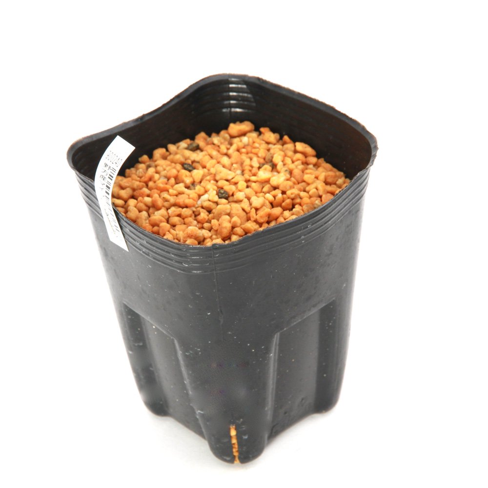 （山野草）テンナンショウ（天南星）野方産マイヅルテンナンショウ（舞鶴天南星）Ｓサイズ　１球入り　３号（１ポット）　ＣＲＣ15―35―45―00―00