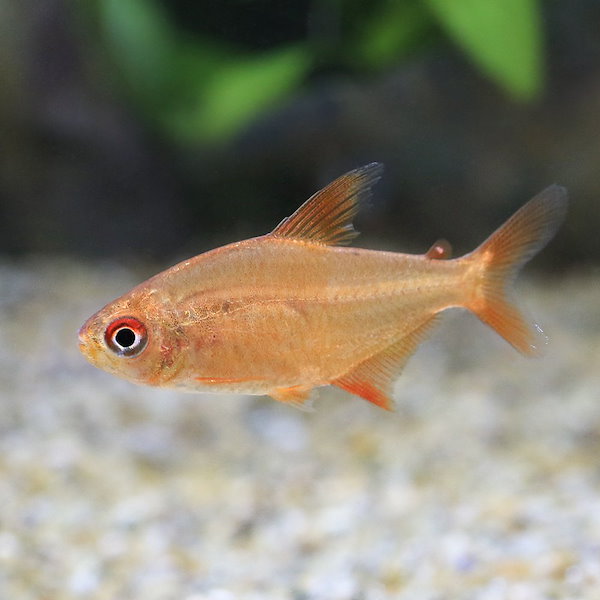 熱帯魚）ダイヤモンド・テトラ（ワイルド）（1匹） 北海道・九州航空 