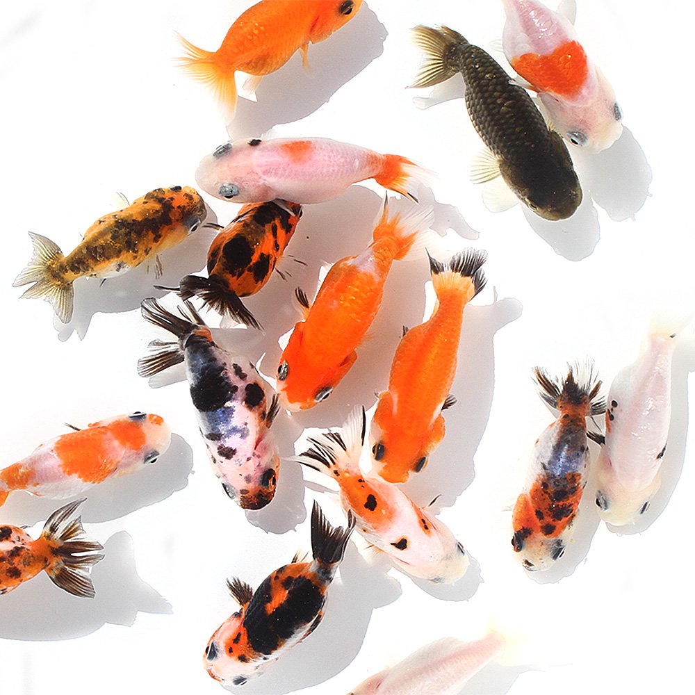 （金魚）らんちゅう型ミックス（外国産）（５匹）　北海道・九州航空便要保温　ＣＲＣ60―15―80―99―00