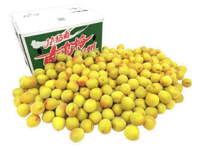 紀州/和歌山産 =南高梅 完熟= 秀品 2L-3L 約10kg 予約 6月以降