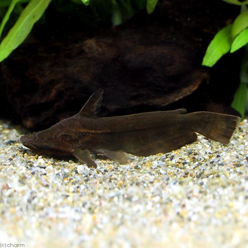 （熱帯魚）リーフ・キャット（１匹）　北海道・九州航空便要保温　ＣＲＣ13―46―00―00―00